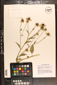 Rudbeckia heliopsidis image