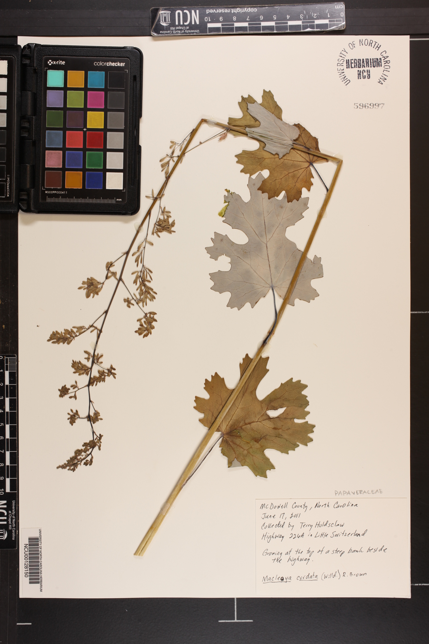 Macleaya cordata image