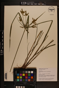 Cyperus iria image