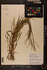 Digitaria ischaemum image