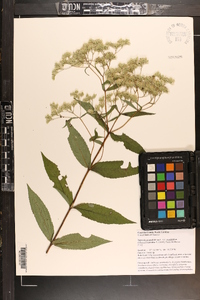 Eupatorium sessilifolium image