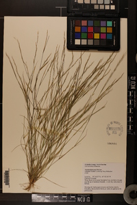 Aristida dichotoma var. dichotoma image