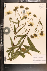 Helianthus giganteus image