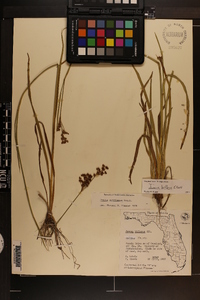 Juncus biflorus image