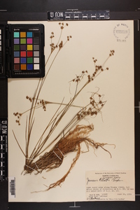 Juncus elliottii image