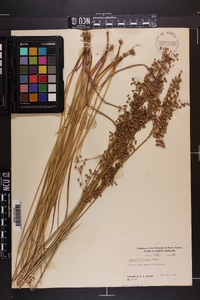 Juncus elliottii image