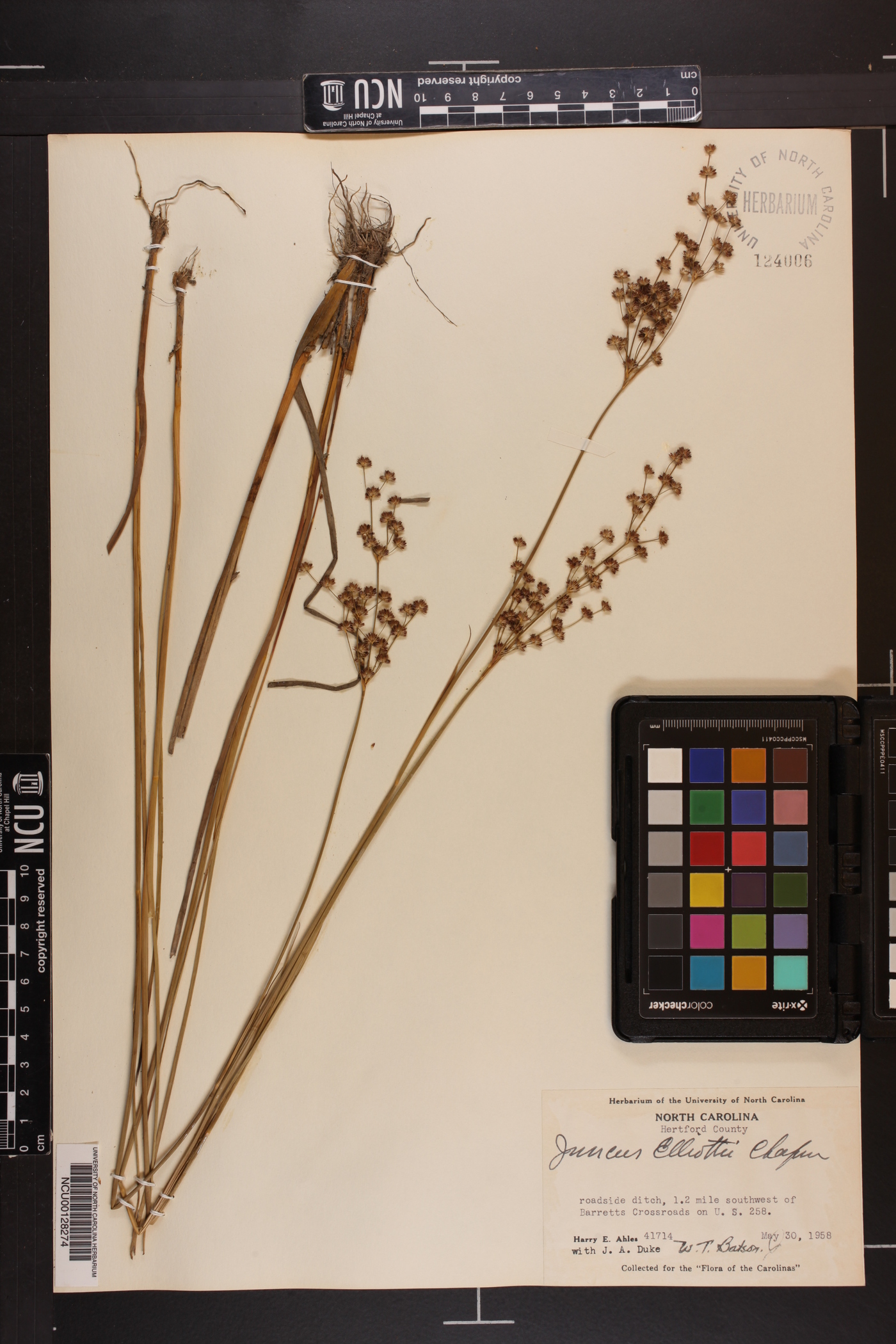 Juncus elliottii image