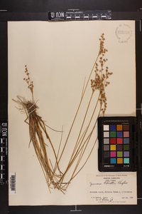 Juncus elliottii image