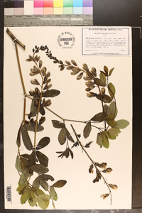 Baptisia alba var. alba image