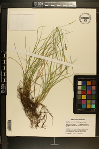 Carex retroflexa image