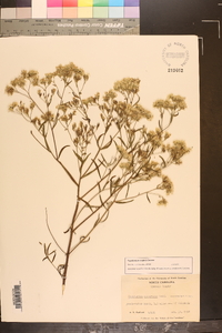 Eupatorium mohrii image