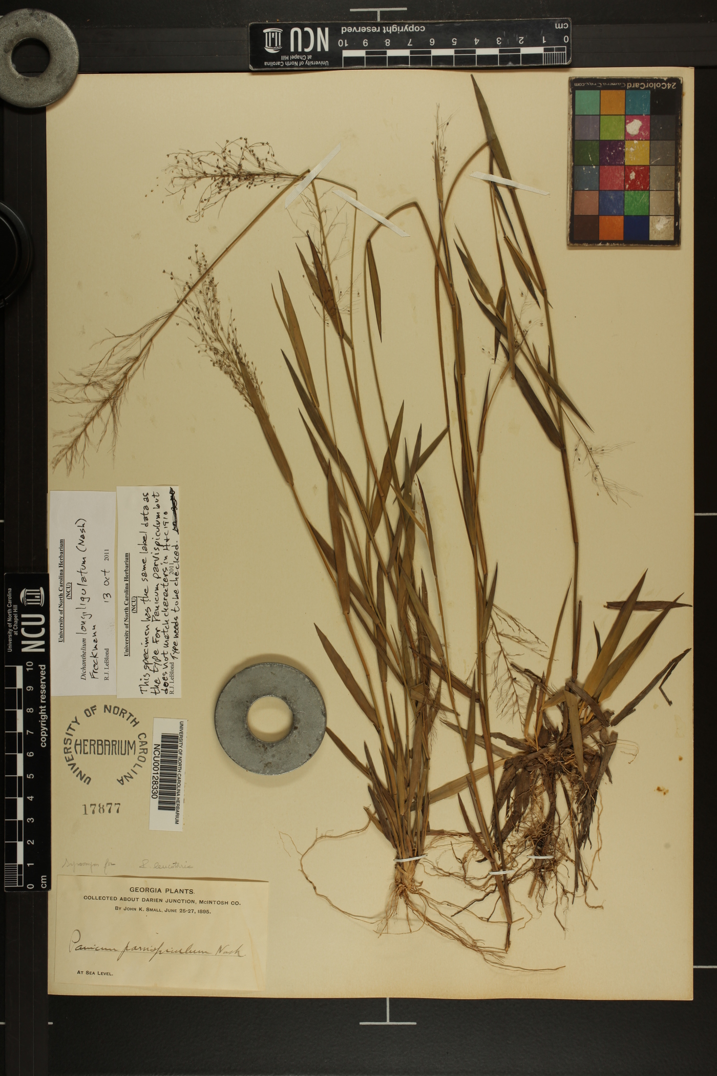 Dichanthelium acuminatum subsp. longiligulatum image