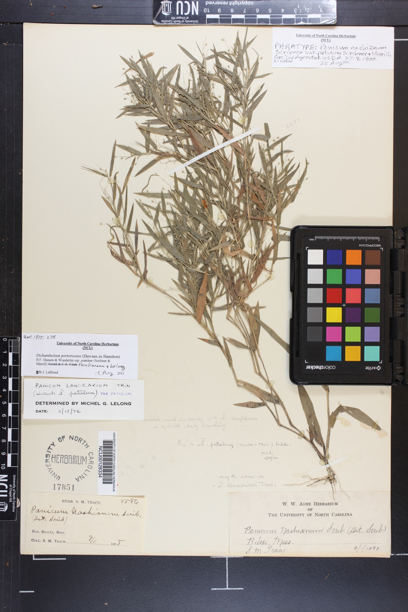 Panicum nashianum image