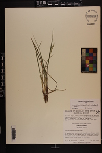 Dichanthelium depauperatum image