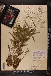 Dichanthelium commutatum subsp. ashei image