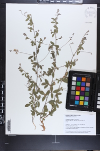 Lespedeza repens image