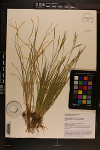 Carex bromoides subsp. bromoides image