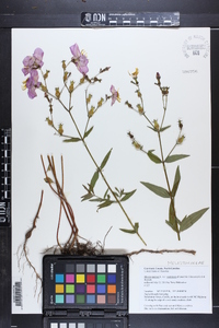 Rhexia mariana var. ventricosa image