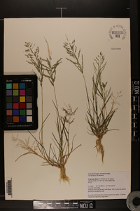 Eragrostis pilosa image