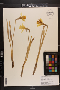 Narcissus pseudonarcissus image