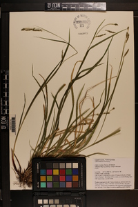 Carex oxylepis image