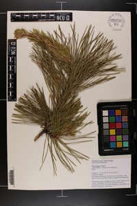 Pinus pungens image