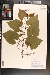 Vitis vulpina image