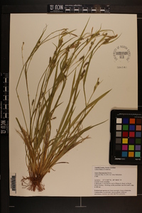 Carex flaccosperma image