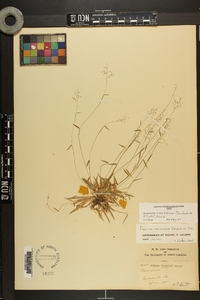 Dichanthelium ensifolium image