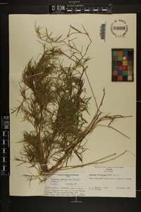 Dichanthelium dichotomum subsp. lucidum image