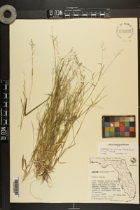 Dichanthelium ensifolium image