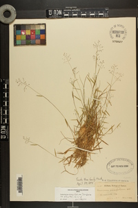 Dichanthelium ensifolium image