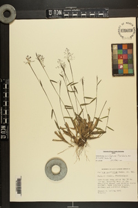 Dichanthelium ensifolium image