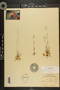 Dichanthelium ensifolium image