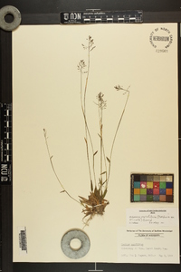 Dichanthelium ensifolium image