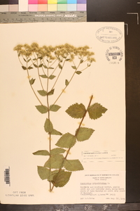 Eupatorium pubescens image