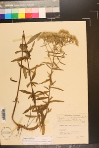 Eupatorium mohrii image