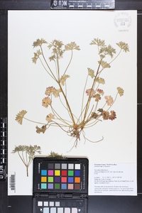 Geranium dissectum image