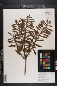 Myrica cerifera image