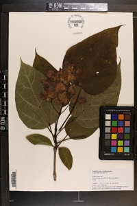 Catalpa speciosa image