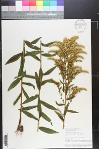 Solidago odora var. odora image