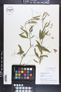 Lathyrus hirsutus image