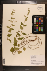 Tragia urticifolia image