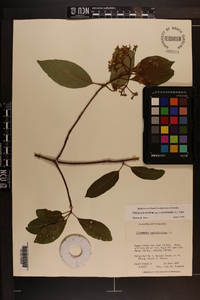 Viburnum cassinoides image