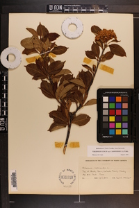 Viburnum cassinoides image