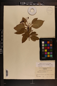 Viburnum cassinoides image