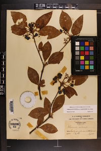 Viburnum cassinoides image