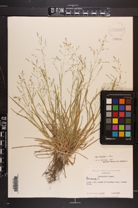 Poa alsodes image