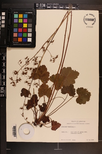 Heuchera americana image