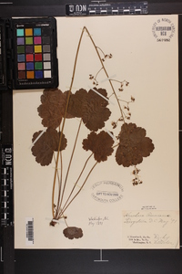 Heuchera americana image